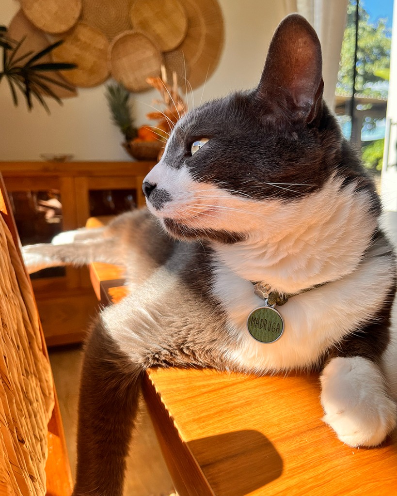 Madruga - Gato Cinza