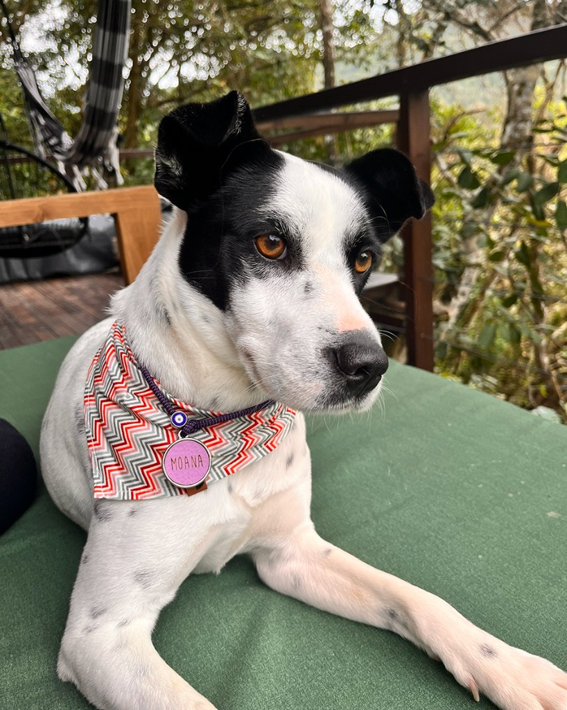 Moana - Cadela Preta e Branca