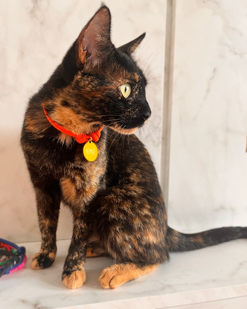 Nimuê - Gato Escuro